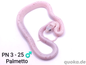 Kornnatter NZ 25 Palmetto, Bloodred het. Palmetto, Wild het. Palmetto 