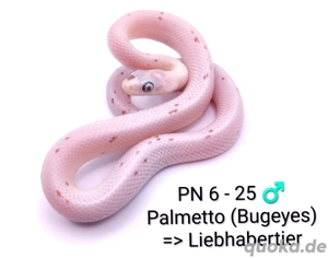 Kornnatter NZ 25 Palmetto, Bloodred het. Palmetto, Wild het. Palmetto 