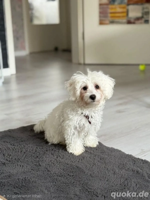 Malteser Mix Weibchen 17 Wochen