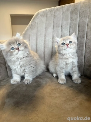 Wunderschöne BKH Kitten 