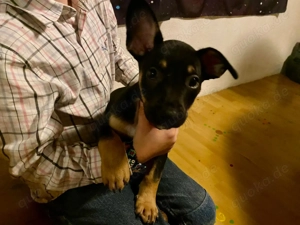 Alternative Menschen für alternative Welpen gesucht. 