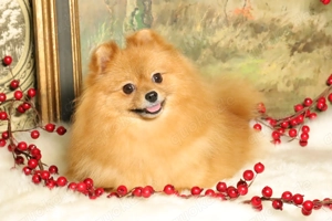 Wunderschöne Pomeranian (Deutscher Zwergspitz) Hündin zum Verkauf