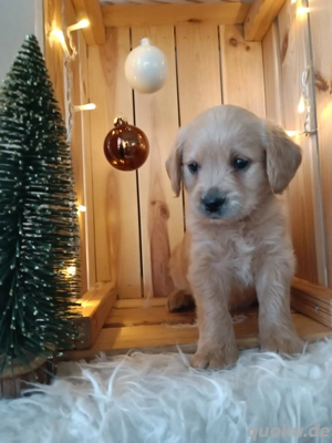 Labradoodle F1 Welpen, Labrador x Pudel