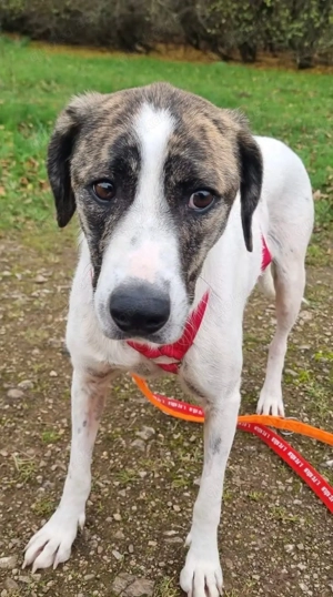 Hundemädchen Chestnut sucht Menschen mit Herz und Verstand 