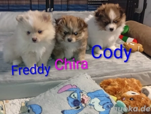 Zwergspitz Pomerania 