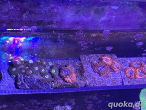 Korallen Ableger, Zoa, Zoanthus