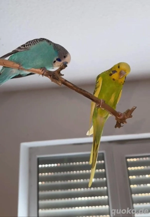 Vier Wellensittich zum abgeben