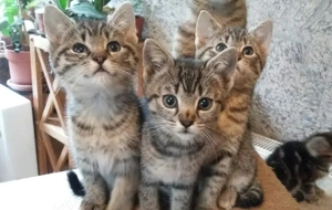 Katzenkinder in liebevolle Hände abzugeben