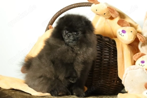 Kleine, freche Zwergspitze (Pomeranian) Welpen, Rüde Willy und Hündin Winnie zu verkaufen