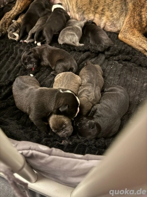 Ein Dutzend Mischlingswelpen