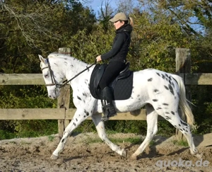 Sehr vielseitiges Pferd zu verkaufen 