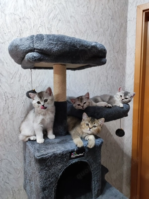 7 BKH-Kitten, abholbereit, geimpft, Gifhorn