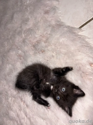 Bengal-BKH Mix Kitten 