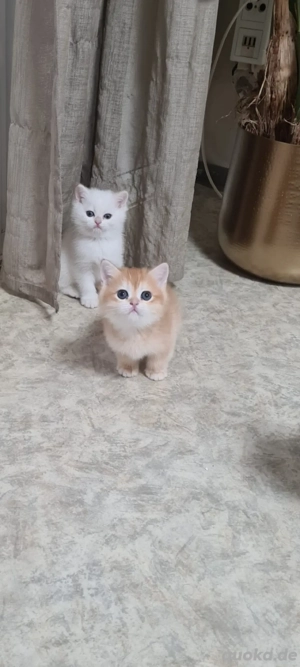 BKH kitten mit Stammbaum 