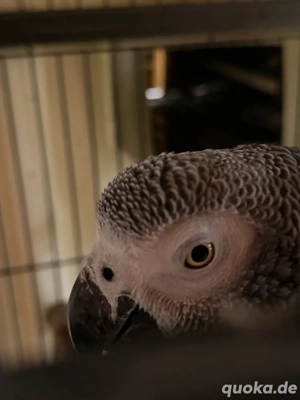 Kongo-Graupapageien Geschwister