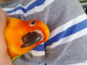 Sonnensittich Männlich m. Zertifikat