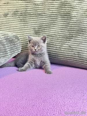 Britisch Kurzhaar Katzen