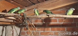 Pflaumenkopfsittiche 