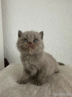 Britisch Kurzhaar Kitten 