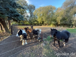 Ich suche Reit- und Pflegebeteiligung 