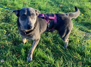 Traumhund sucht neues Zuhause