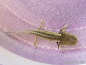 Axolotl Jungtiere abgabebereit... Interesse 