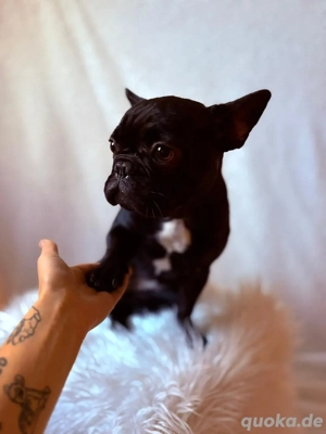 hunde sucht neues zuhause 