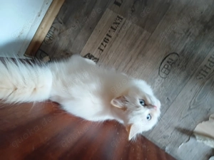  2 Wunderschöne Blue Point Kater