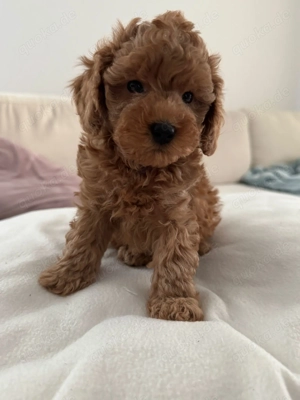 Reinrassige toy-pudel welpe