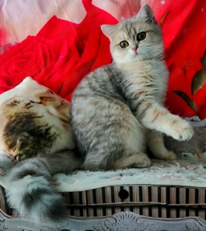 Reinrassige BKH Kitten mit Stammbaum von Champion Eltern