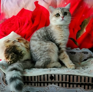 Reinrassige BKH Kitten mit Stammbaum von Champion Eltern Bild 4