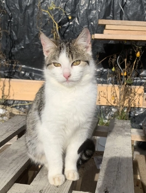 Junge Katzendame sucht neues Zuhause!