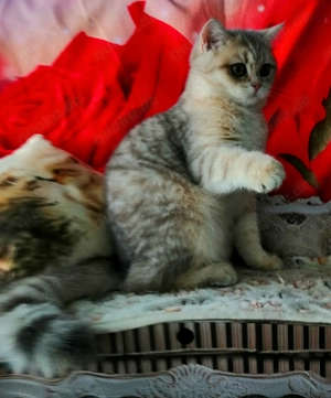Reinrassige BKH Kitten mit Stammbaum von Champion Eltern Bild 2