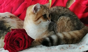 Reinrassige BKH Kitten mit Stammbaum von Champion Eltern Bild 10