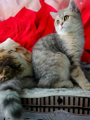 Reinrassige BKH Kitten mit Stammbaum von Champion Eltern Bild 3