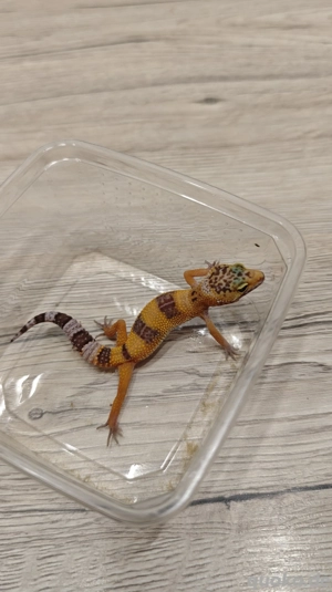 Leopardengeckos