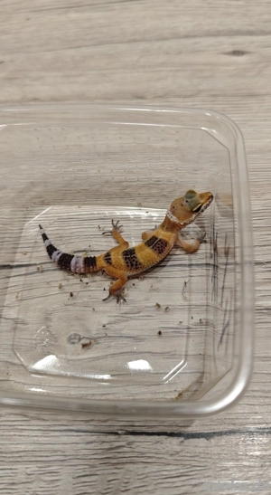 Leopardengeckos