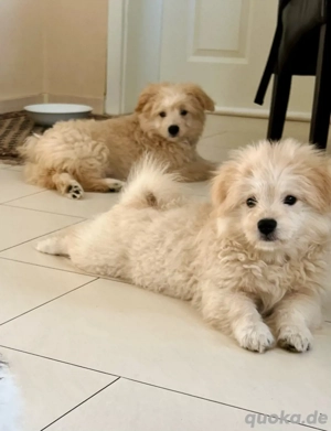 Maltipoo- Welpe- Rüde & Hündin