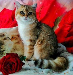 Reinrassige BKH Kitten mit Stammbaum von Champion Eltern Bild 9