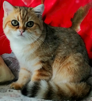 Reinrassige BKH Kitten mit Stammbaum von Champion Eltern Bild 7