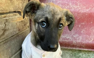 Scheues Hundekind Lucy sucht Heimat