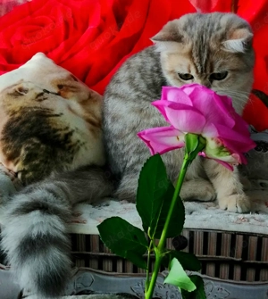 Reinrassige BKH Kitten mit Stammbaum von Champion Eltern Bild 6