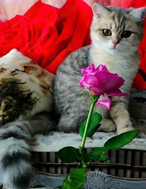 Reinrassige BKH Kitten mit Stammbaum von Champion Eltern Bild 13