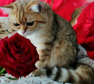 Reinrassige BKH Kitten mit Stammbaum von Champion Eltern Bild 11