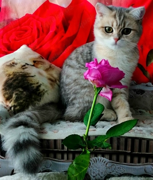 Reinrassige BKH Kitten mit Stammbaum von Champion Eltern Bild 5