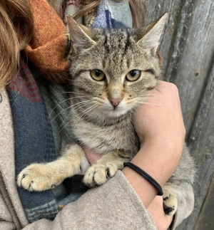 Junger Kater sucht neues Zuhause!