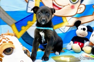 BRISKO    der kleine Prinz auf der Suche