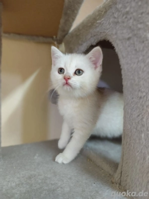 Britische Kurz Haarige Kitten 