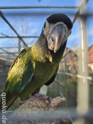 Goldnacken Ara. Zwergara 1.0