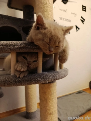BKH Kitten Reinrassige 